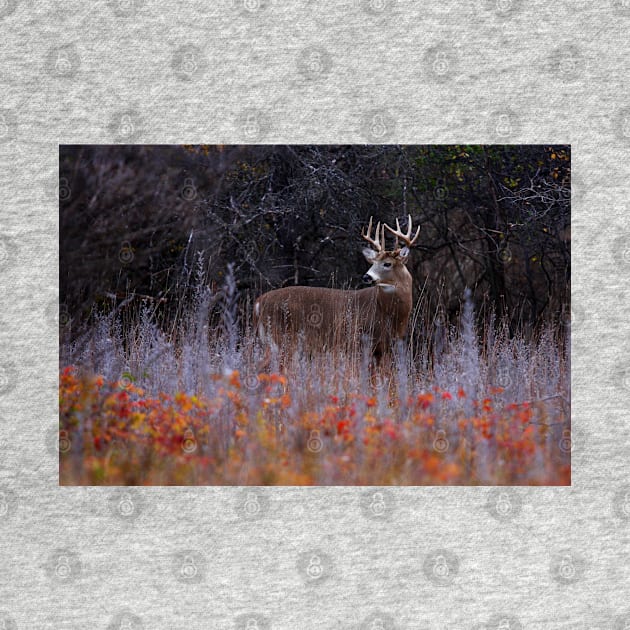 Looking up at royalty - White-tailed Deer by Jim Cumming